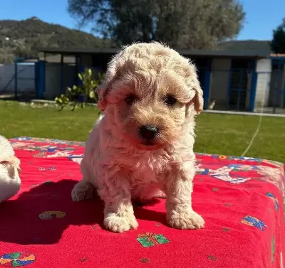 Mini Maltipoo Yavrumuz