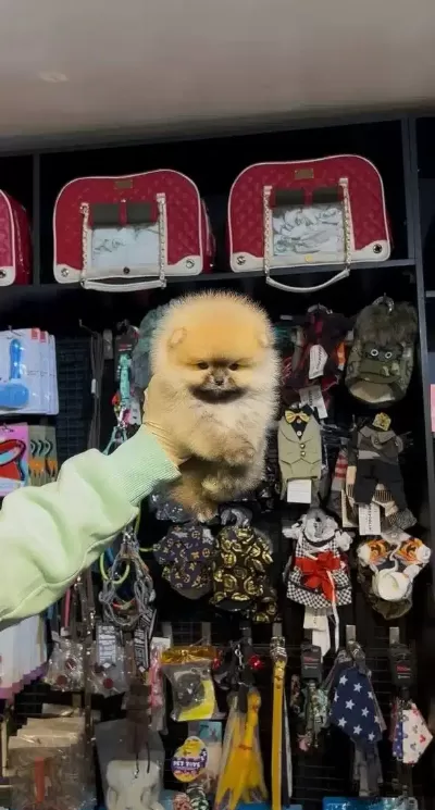 Ayı Suratli Pomerrian Boo Yavrular Ev Uretimi