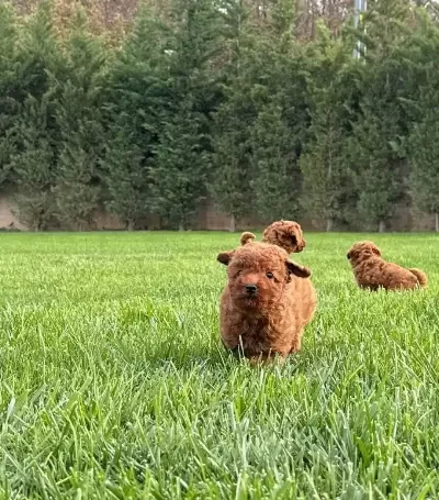 Oyuncu Poodle Yavruları Istanbul