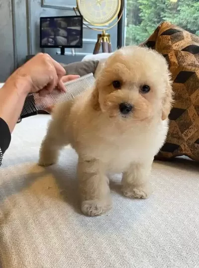 Ruhsatlı Ciflikten Maltipoo Yavruları