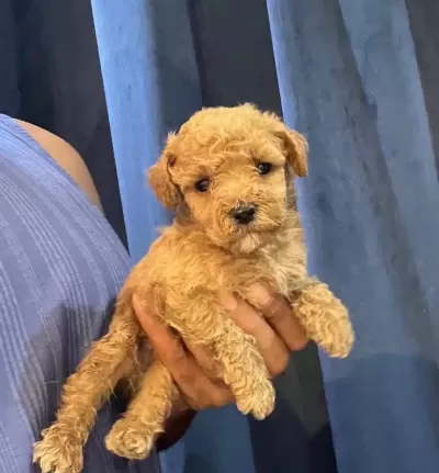 Toy Poodle Safkan Yavrularımız