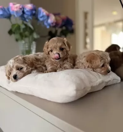 Teacup Safkan Maltipoo Yavrularımız