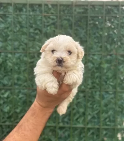Avuc Ici Kadar Ipeksi Maltipoo Yavruları