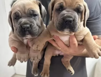 Maskeli Blue Fawn Cane Corso Yavruları Bursa Osmangazi