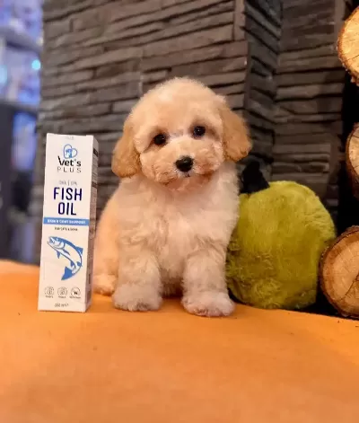 Maltipoo Bebekleri Akıllı Ve Sevgi Dolu Yeni Yuvaları