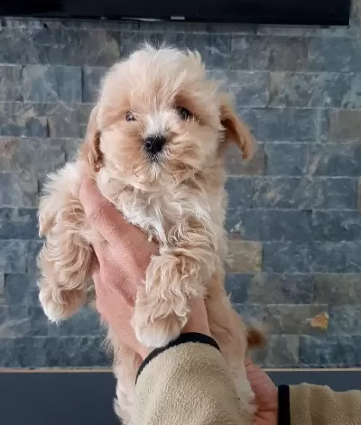 tüy Dokmeyen Antialerjik Egitimi Kolay Maltipoo Yavruları
