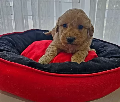 Ev Ortamında Buyumus Safkan Maltipoo Bebekler