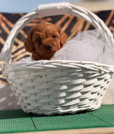 Kore Kan Yavrularımız Toy Poodle