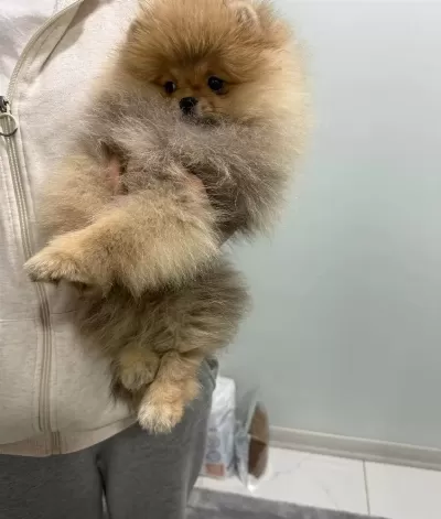 Ukrayna Kan Hattı Ayı Surat Pomeranian Boo Yavruları