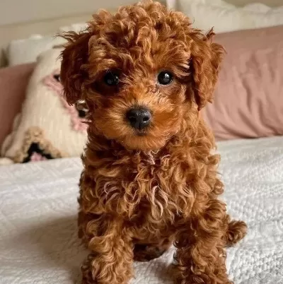 Oyuncak Suratlı Toy Poodle Yavru