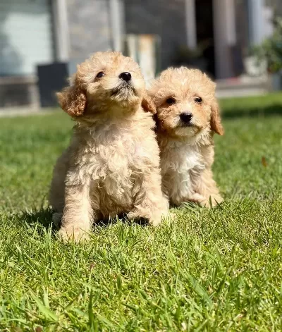 Zeki Ve tüy Dokmeyen Maltipoo Yavruları