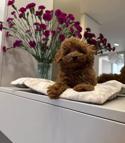 Kızıl Tonlarda Red Toy Poodle Sevimli Yavrular