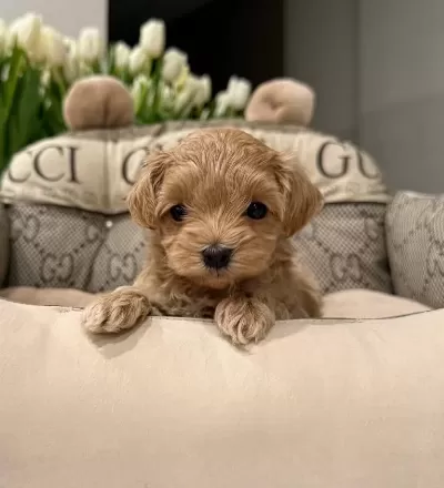 Kahve Tonlu Akıllı Maltipoo Yavruları