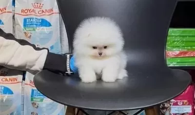 Eğitimli Pomeranian Boo Yavruları