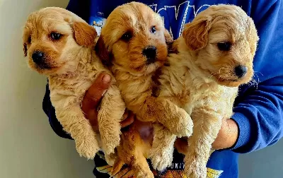 Ankara Cankayada Tuvalet Eğitimli Oyuncak Maltipoo Yavruları