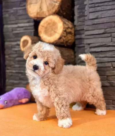 Maltipoo Yavruları Ile Hayatınıza Nsse Katın