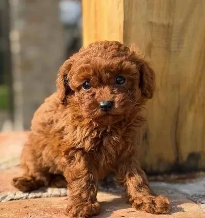 Kızıl Bukleli Maskot Evin Yeni Nesesi Maltipoo Yavrusu