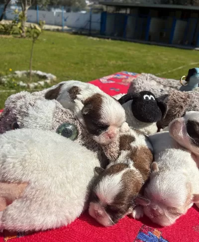Maskeli Shih Tzu Yavruları Evin Yeni Nesesi