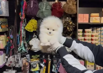 Ayı Suratlı Teddy Bear Pomerrian Boo Yavrular