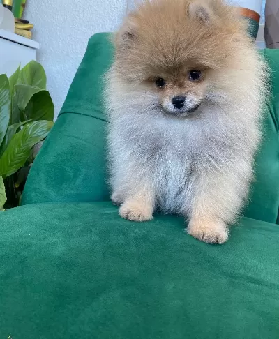 Ukrayna Kan Hattı Gerçek Teddy Face Pomeranian Boo