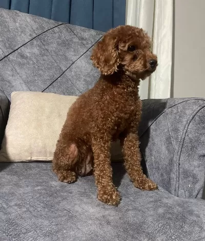 Ev Ortamında Buyumus Sosyal Ve Eğitimli Kızıl Poodle