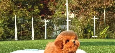 Show Kalite Toy Poodle Yavrularım