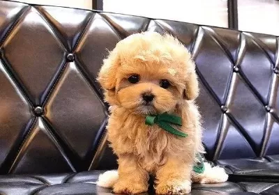 Maltipoo Bebeklerimiz Ust Duzey