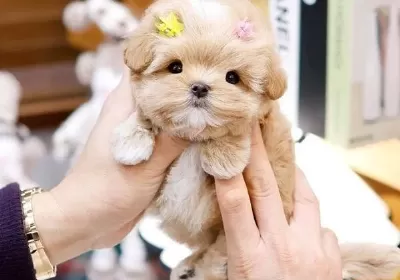 Muhteşem Surat Yapısına Sahip Maltipoo Yavrularımız