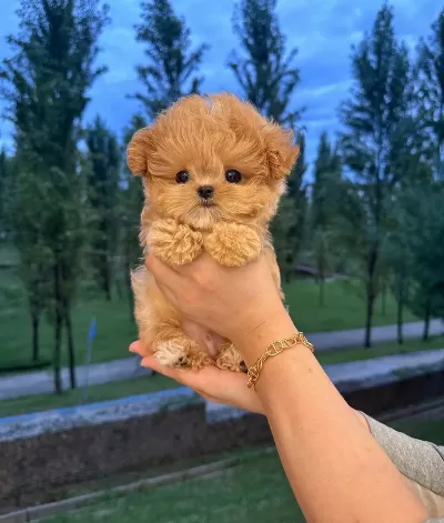 Etkileyici Yapısıyla Korean Maltipoo Bebeklerim