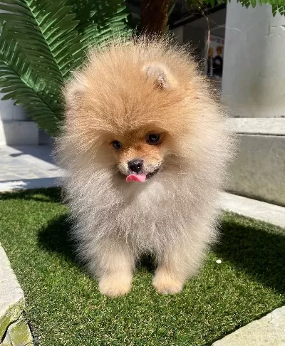 Ukrayna Soy Hattı Ayıcık Surat Pomeranian Boo