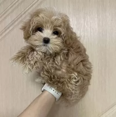 Kahve Tonlu Akıllı Maltipoo Yavruları
