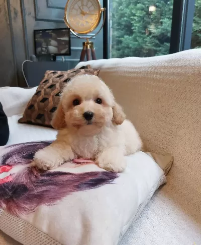Akıllı Ve tüy Dokmeyen Eğitimli Maltipoo Yavruları