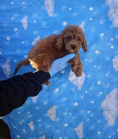 A Kalite Kıvırcık tüy Yapılı Toy Poodle Bebekler