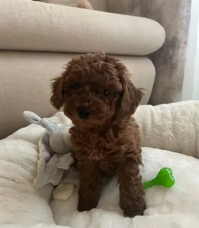 Toy Poodle Yavruları Kendi Uretimimiz Secere Garantili