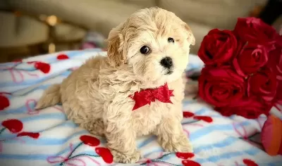 Antialerjik Yapısıyla One Cıkan Akıllı Maltipoo Bebekler