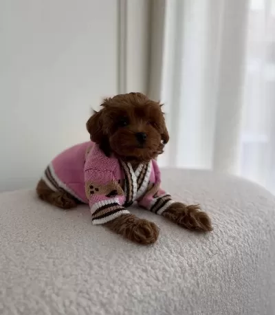 Sevimli Toy Poodle Yavrumuz