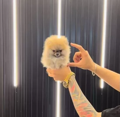 Numara Ev Ortamı Uretimi Pomeranian Boo Yavruları