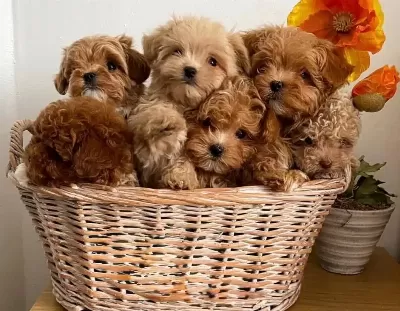 Sevimli Ve Akıllı Maltipoo Yavrular