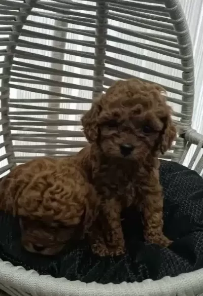 Kızıl Bukleli Toy Poodle Baby Fors Yavrular