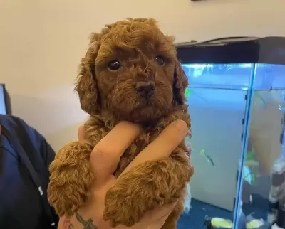 Safkan Tarcın Toy Poodle Yavruları