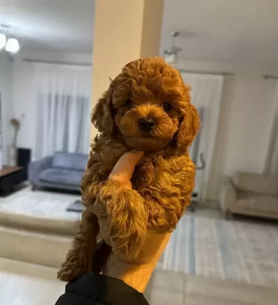 Orjinal Toy Poodle Bebeklerimiz