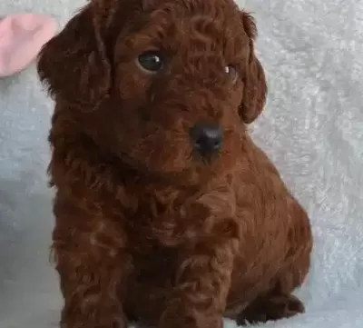 Dark Red Toy Poodle Yavrular Sahibini Arıyor