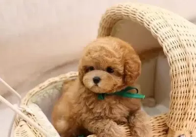 Bal Kupu Safkan Toy Poodle Bebeklerim