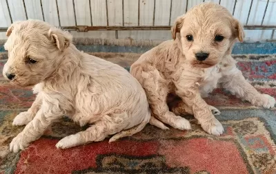 Safkan Maltipo Yavruları