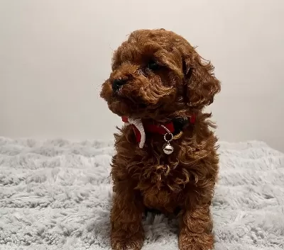 Zero Number female korean poodle