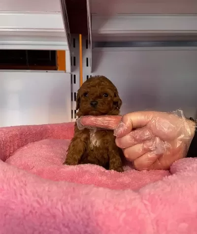 Gerçek Tea Cup Kore Red Browne Poodle bebeğimiz