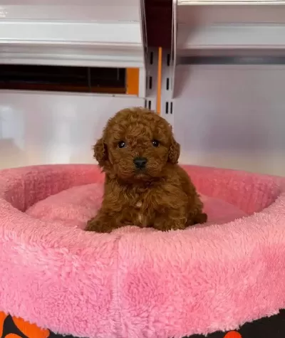 Gerçek Korean Kan Hattı Red Browne Toy Poodle