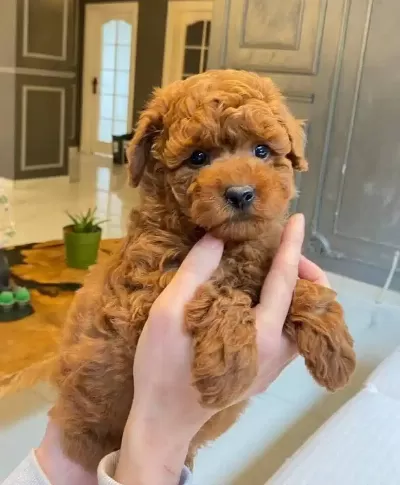 Secereli Red Brown Toy Poodle Yavruları Istanbul