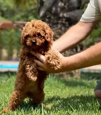 Poodle Cifliginden Red Brown Yavrular