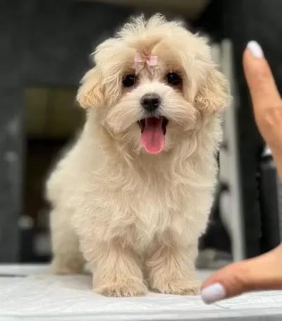 Eğitimli Maltipoo Yavruları